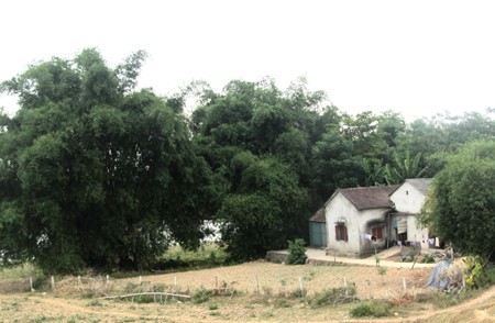 The structure of a traditional Viet village - ảnh 1